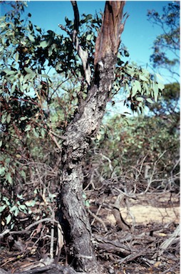 APII jpeg image of Eucalyptus socialis subsp. victoriensis  © contact APII