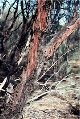 APII jpeg image of Eucalyptus ewartiana  © contact APII