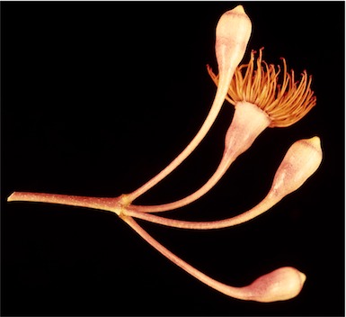 APII jpeg image of Corymbia ficifolia  © contact APII