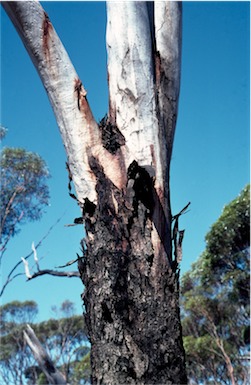 APII jpeg image of Eucalyptus fraseri subsp. melanobasis  © contact APII