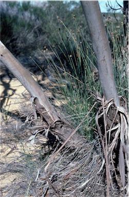 APII jpeg image of Eucalyptus gittinsii  © contact APII