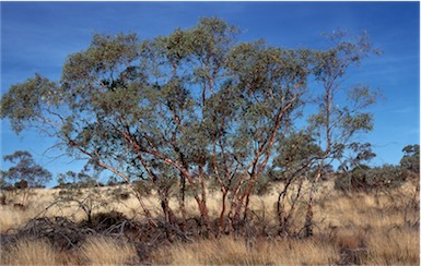 APII jpeg image of Eucalyptus glomerosa  © contact APII