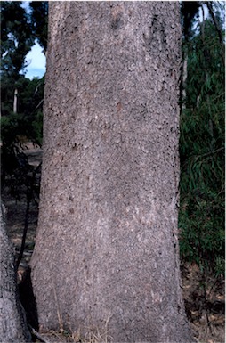 APII jpeg image of Eucalyptus gomphocephala  © contact APII