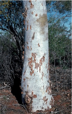 APII jpeg image of Eucalyptus gongylocarpa  © contact APII