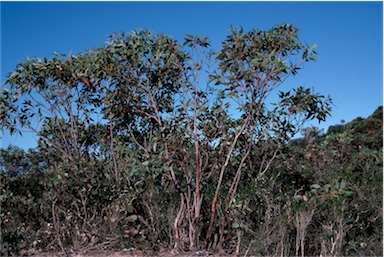 APII jpeg image of Eucalyptus notactites  © contact APII