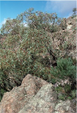 APII jpeg image of Eucalyptus goniocalyx subsp. exposa  © contact APII