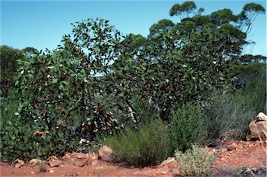 APII jpeg image of Eucalyptus grossa  © contact APII