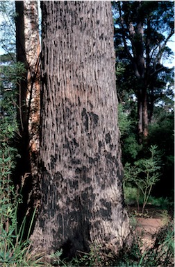 APII jpeg image of Eucalyptus guilfoylei  © contact APII