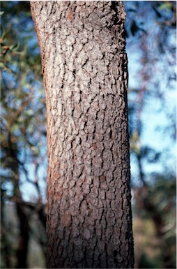 APII jpeg image of Corymbia haematoxylon  © contact APII