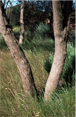 APII jpeg image of Eucalyptus horistes  © contact APII