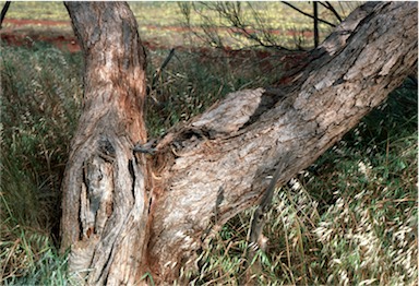 APII jpeg image of Eucalyptus horistes  © contact APII