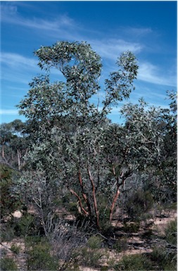 APII jpeg image of Eucalyptus incerata  © contact APII