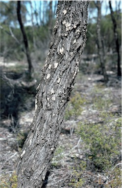 APII jpeg image of Eucalyptus indurata  © contact APII