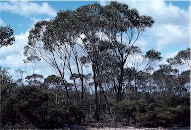 APII jpeg image of Eucalyptus indurata  © contact APII