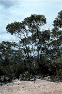 APII jpeg image of Eucalyptus indurata  © contact APII