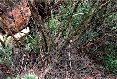 APII jpeg image of Eucalyptus insularis  © contact APII