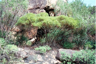 APII jpeg image of Eucalyptus kochii subsp. plenissima  © contact APII