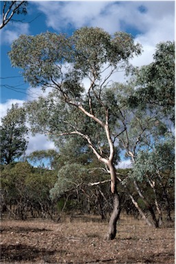 APII jpeg image of Eucalyptus intertexta  © contact APII