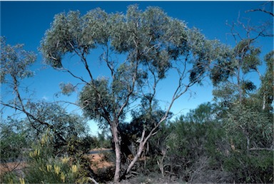 APII jpeg image of Eucalyptus jucunda  © contact APII