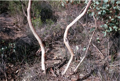 APII jpeg image of Eucalyptus kessellii  © contact APII