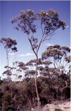 APII jpeg image of Eucalyptus kessellii  © contact APII