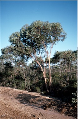 APII jpeg image of Eucalyptus kessellii  © contact APII