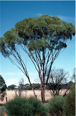 APII jpeg image of Eucalyptus kochii subsp. kochii  © contact APII