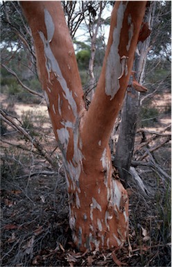 APII jpeg image of Eucalyptus kumarlensis  © contact APII