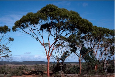 APII jpeg image of Eucalyptus kumarlensis  © contact APII