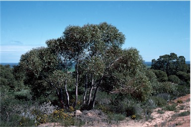 APII jpeg image of Eucalyptus lane-poolei  © contact APII