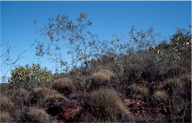 APII jpeg image of Eucalyptus lansdowneana  © contact APII