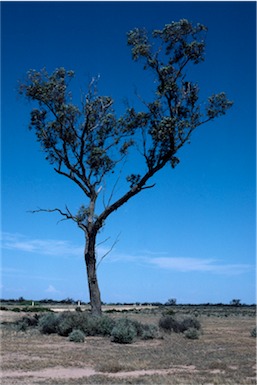 APII jpeg image of Eucalyptus largiflorens  © contact APII