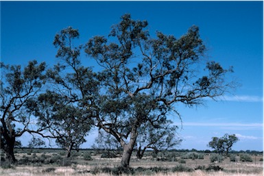 APII jpeg image of Eucalyptus largiflorens  © contact APII