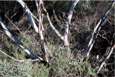 APII jpeg image of Eucalyptus lehmannii  © contact APII
