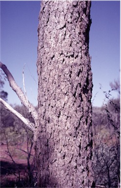 APII jpeg image of Corymbia lenziana  © contact APII