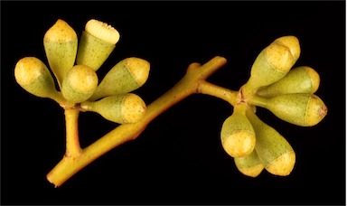 APII jpeg image of Eucalyptus leptocalyx  © contact APII