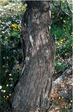 APII jpeg image of Eucalyptus leptopoda  © contact APII