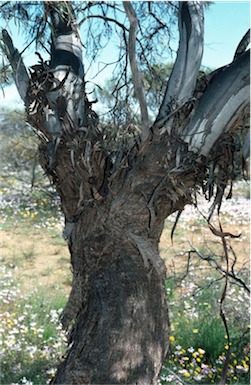 APII jpeg image of Eucalyptus leptopoda  © contact APII