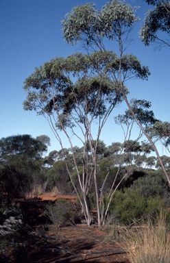 APII jpeg image of Eucalyptus livida  © contact APII