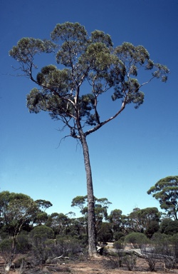 APII jpeg image of Eucalyptus longicornis  © contact APII