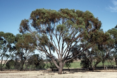 APII jpeg image of Eucalyptus loxophleba subsp. loxophleba  © contact APII