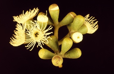 APII jpeg image of Eucalyptus loxophleba subsp. gratiae  © contact APII