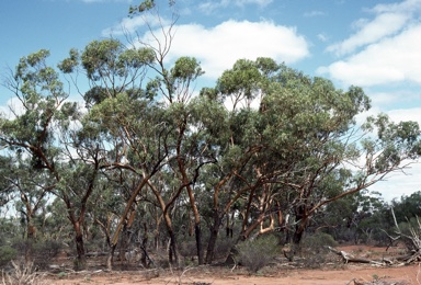 APII jpeg image of Eucalyptus loxophleba subsp. supralaevis  © contact APII