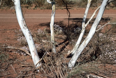 APII jpeg image of Eucalyptus lucasii  © contact APII