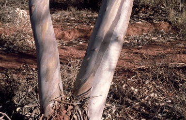 APII jpeg image of Eucalyptus lucasii  © contact APII