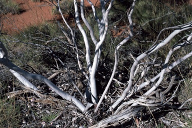 APII jpeg image of Eucalyptus leptopoda subsp. elevata  © contact APII