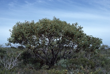 APII jpeg image of Eucalyptus extrica  © contact APII