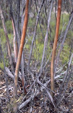 APII jpeg image of Eucalyptus sp. Flinders Ranges  © contact APII