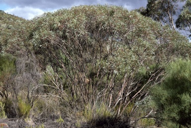 APII jpeg image of Eucalyptus sp. Flinders Ranges  © contact APII