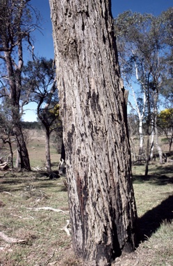 APII jpeg image of Eucalyptus acaciiformis  © contact APII